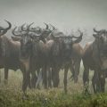 Herd Mentality in Financial Markets: How to Think Independently