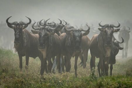 Herd Mentality in Financial Markets: How to Think Independently