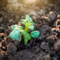 Staking and Yield Farming: Taxation Rules and Best Practices