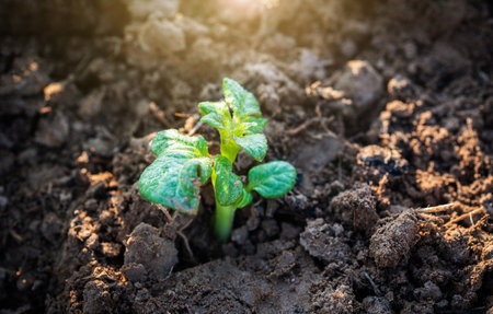 Staking and Yield Farming: Taxation Rules and Best Practices